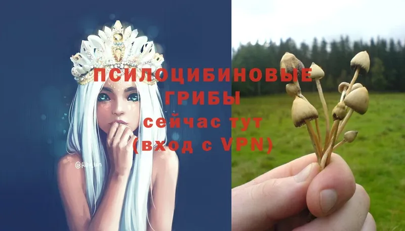 дарк нет состав  Кувандык  Псилоцибиновые грибы MAGIC MUSHROOMS  закладки 